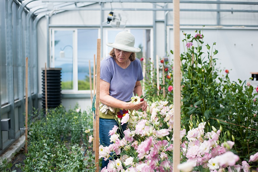 Backyard Greenhouse Construction Guide for Year Round Growing